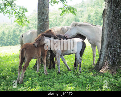 Dosanko Horse in Summer Stock Photo