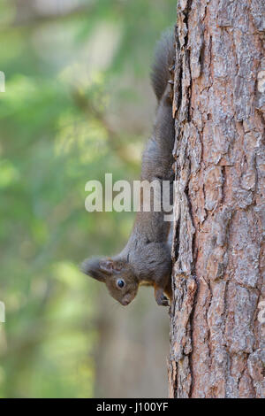 Squirrel (Sciurus vulgaris) climbing down tree head first, Tyrol, Austria Stock Photo