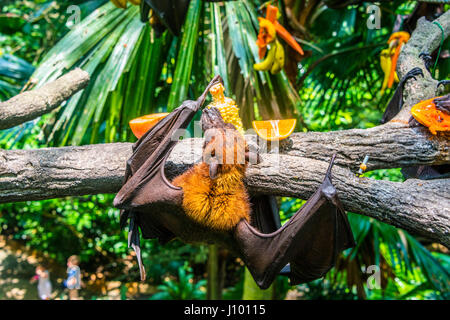 Large flying fox (Pteropus vampyrus), eating fruit, hanging in tree, captive, Singapore Zoo, Singapore Stock Photo