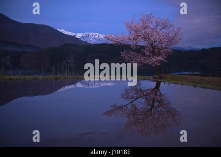 Cherry Blossoms Reflected in Lake Aoki, Nagano, Japan Stock Photo