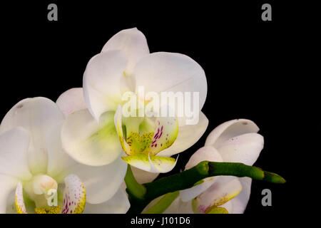 White orchid on black background Stock Photo