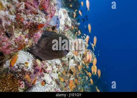 Yellow-edged moray (Gymnothorax flavimarginatus) spits out from under the reef, Indian Ocean, Maldive Stock Photo
