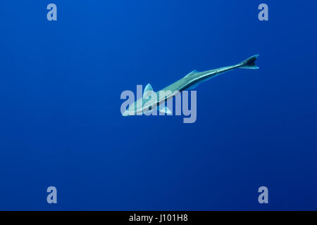 Remora (Echeneis naucrates) in blue water, Indian Ocean, Maldive Stock Photo
