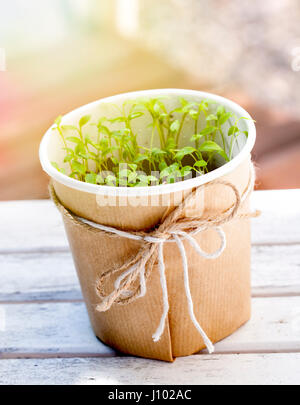 Parsley seedlings in a pot on a table in an urban garden. Stock Photo