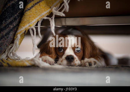 A Cavalier King Charles Spaniel relaxing under a couch Stock Photo