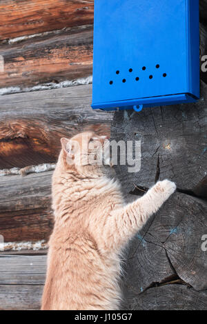 Nice red cat waiting for the letter under the bright blue mailbox on the background of wooden wall Stock Photo