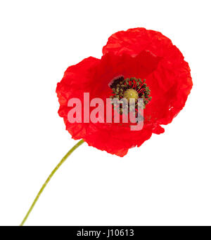 bringt red poppy flower isolated on white background Stock Photo