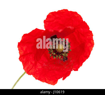 bringt red poppy flower isolated on white background Stock Photo