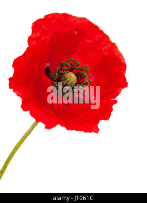 bringt red poppy flower isolated on white background Stock Photo