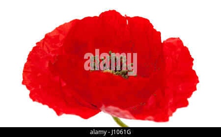 bringt red poppy flower isolated on white background Stock Photo