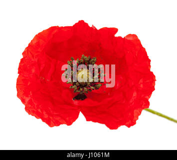 bringt red poppy flower isolated on white background Stock Photo