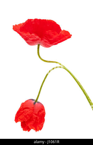 bringt red poppy flower isolated on white background Stock Photo