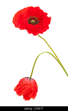 bringt red poppy flower isolated on white background Stock Photo