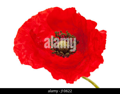 bringt red poppy flower isolated on white background Stock Photo