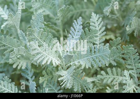 flora of Gran Canaria -  silver tansy, Gonospermum ptarmicaeflorum, endemic to the island and  Endangered  species, leaves background Stock Photo