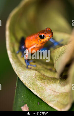 Strawberry Poison Dart Frog Stock Photo