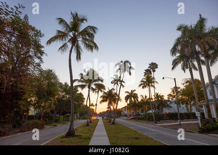 Coconut nut palm trees in a street in the city of Naples. Florida, United States Stock Photo