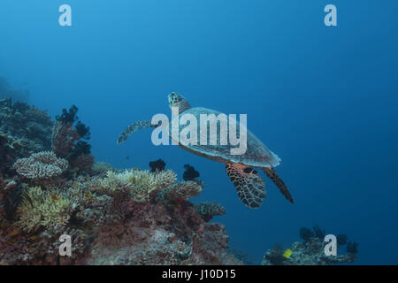 March 20, 2017 - Indian Ocean, Malaysia - Hawksbill sea turtle (Eretmochelys imbricata) swim over coral, Indian Ocean, Maldive (Credit Image: © Andrey Nekrasov/ZUMA Wire/ZUMAPRESS.com) Stock Photo