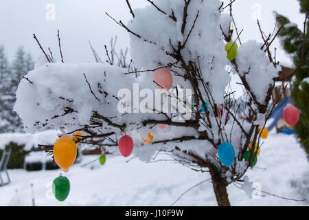 Reitzenhain, Germany. 17th Apr, 2017. Several centimeters of snow lie on a tree decorated with artificial eggs in Reitzenhain in the Ore Mountains in Germany, 17 April 2017. Photo: Bernd März/Bernd März/dpa/Ģ����ý Live News Stock Photo