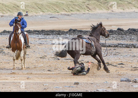 Merthyr Mawr Beach, South Wales, UK. 17th April, 2017. An unlucky horse rider fell from her horse when it bolted on Merthyr Mawr Beach near Porthcawl, today 17th April 2017. The rider was taking part in an organised horse trekking activity on the popular South Wales beach when the horse sped off, tipping the rider to the sand. The rider appeared shaken but not seriously hurt and was soon back in the saddle. Credit: Chris Stevenson/Alamy Live News Stock Photo