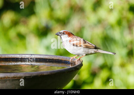 18th Apr, 2017. UK weather. A House sparrow (Passer domesticus) sits on the edge of a bird bath on a sunny morning in East Sussex, UK Credit: Ed Brown/Alamy Live News Stock Photo