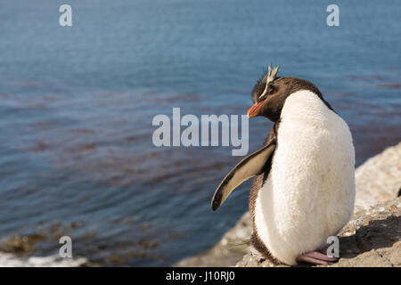 Rockhopper on Bleaker Island Stock Photo