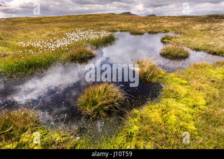 Pond on peat moor with bog cotton, common cottongrass (Eriophorum angustifolium), in the Brecon Beacons, South Wales, UK Stock Photo