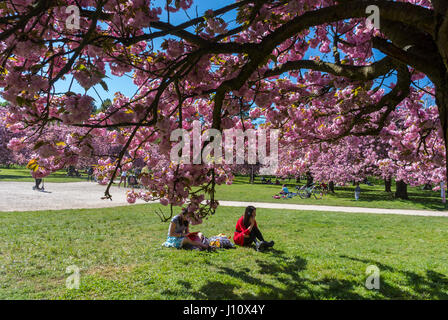 Antony, France, Parc de Sceaux, People Enjoying Cherry Blossoms, Spring FLowers Stock Photo