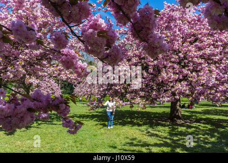 Antony, France, Parc de Sceaux, People Enjoying Cherry Blossoms, Spring FLowers Stock Photo