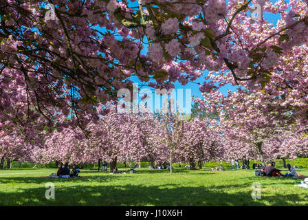 Antony, France, Parc de Sceaux, People Enjoying Cherry Blossoms, Spring FLowers Stock Photo