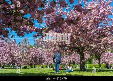 Antony, France, Parc de Sceaux, People Enjoying Cherry Blossoms, Spring FLowers, Sunny Day Stock Photo