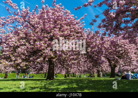 Antony, France, Parc de Sceaux, People Enjoying Cherry Blossoms, Spring FLowers, Landscape Stock Photo