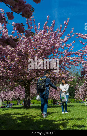 Antony, France, Parc de Sceaux, People Enjoying Cherry Blossoms, Spring FLowers, paris chinese community Stock Photo