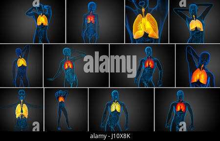 3d rendered illustration of the respiratort system Stock Photo