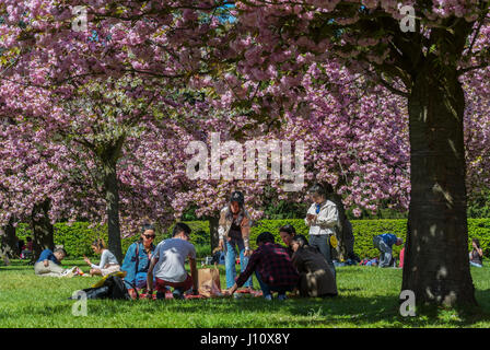 Antony, France, 'Parc de Sceaux', Crowd People, Families Enjoying Cherry Blossoms, Spring FLowers, paris chinese community, sit underneath tree Stock Photo