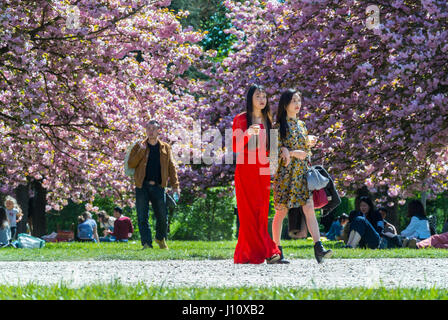 Antony, France, Parc de Sceaux, People Enjoying Cherry Blossoms, Spring FLowers, Chinese Tourists in Europe, Sunny Day Stock Photo