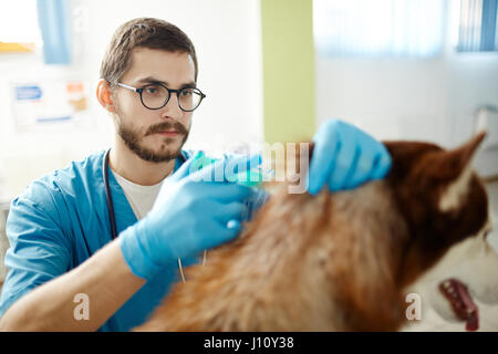 Vet injecting vaccine while healing patient Stock Photo