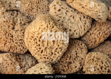 Natural sponges full background - top view Stock Photo