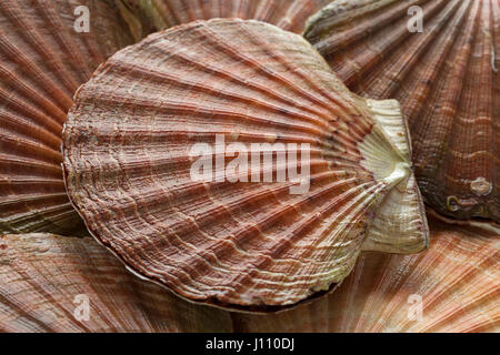 Fresh raw scallops on ice in the shell close up Stock Photo