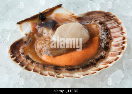 Fresh raw open scallop on ice in the shell close up Stock Photo