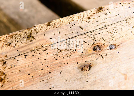 Holes left by woodworm on a very old wooden desk. Stock Photo