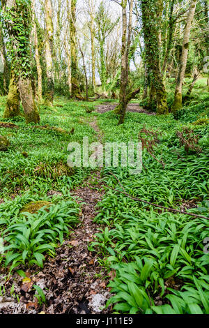 Wild garlic covers the ground in a forest. Stock Photo