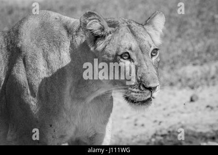 Side profile of a Lioness in black and white in the Kgalagadi Transfrontier Park, South Africa. Stock Photo