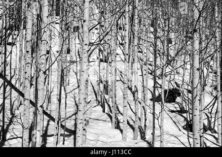 Black & white view of Aspen trees in winter snow near Monarch Pass, Chaffee County, Colorado, USA Stock Photo