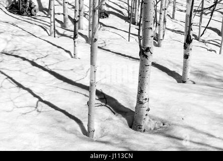 Black & white view of Aspen trees in winter snow near Monarch Pass, Chaffee County, Colorado, USA Stock Photo