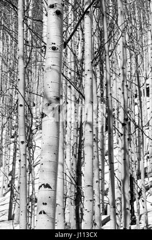 Black & white view of Aspen trees in winter snow near Monarch Pass, Chaffee County, Colorado, USA Stock Photo