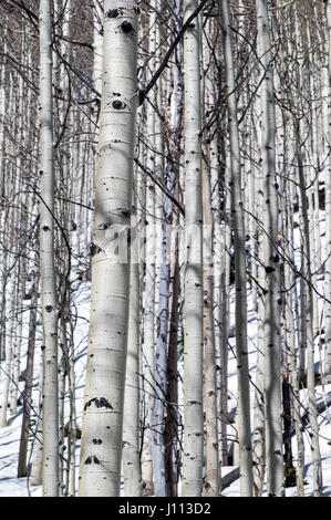 Aspen trees in winter snow near Monarch Pass, Chaffee County, Colorado, USA Stock Photo
