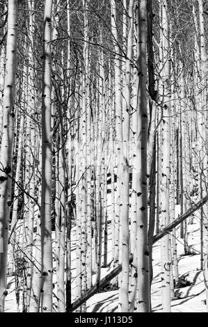 Black & white view of Aspen trees in winter snow near Monarch Pass, Chaffee County, Colorado, USA Stock Photo