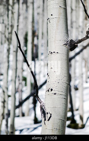 Aspen trees in winter snow near Monarch Pass, Chaffee County, Colorado, USA Stock Photo