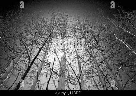 Black & white wide skyward view of Aspen trees in winter snow near Monarch Pass, Chaffee County, Colorado, USA Stock Photo